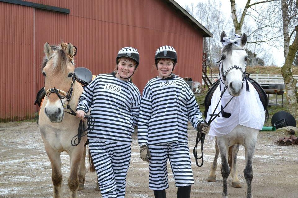 Shagya Araber (SH) Emely - Efter fastelavnet!<3 billede 9