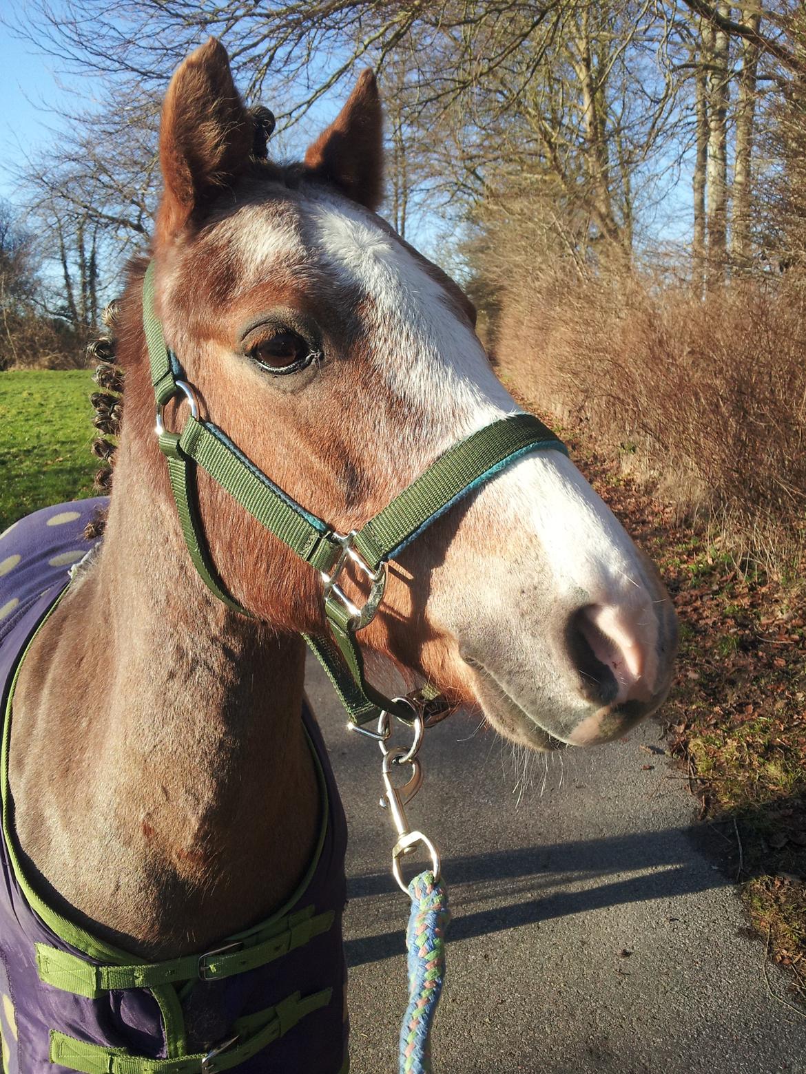 Dartmoor Skovbrynets Bastjan - Til stævne billede 7