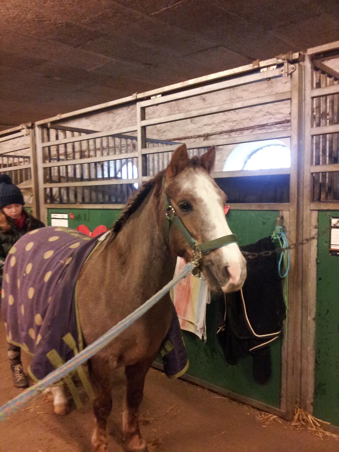 Dartmoor Skovbrynets Bastjan billede 9