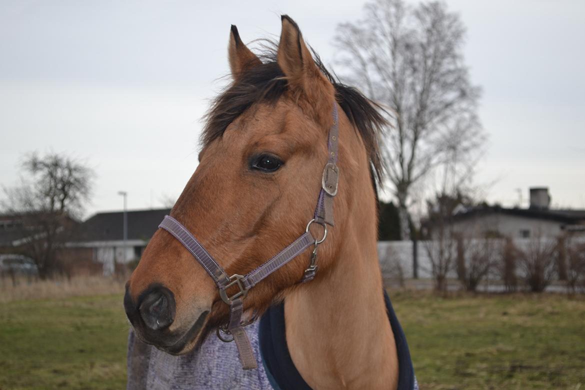 Anden særlig race lady<3 billede 19
