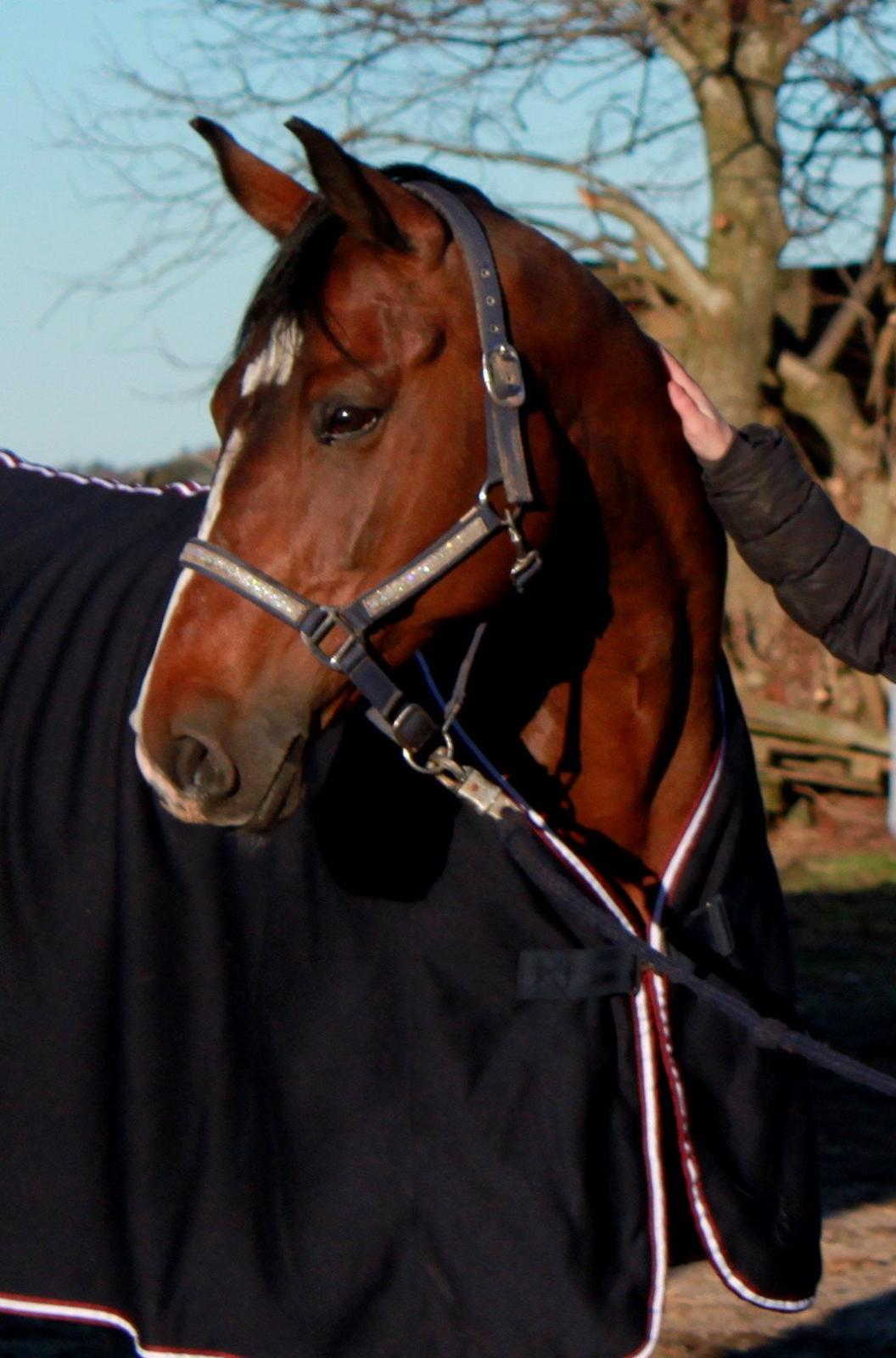 Holstener Jackie billede 1