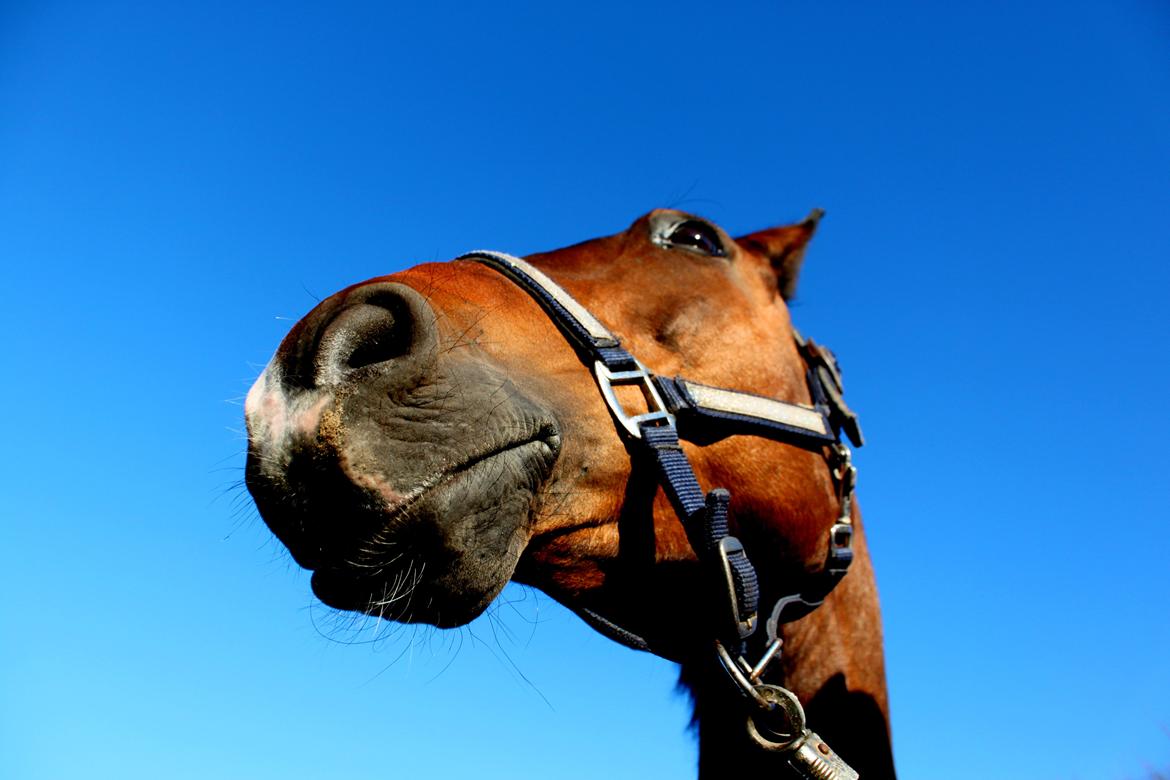 Holstener Jackie billede 2