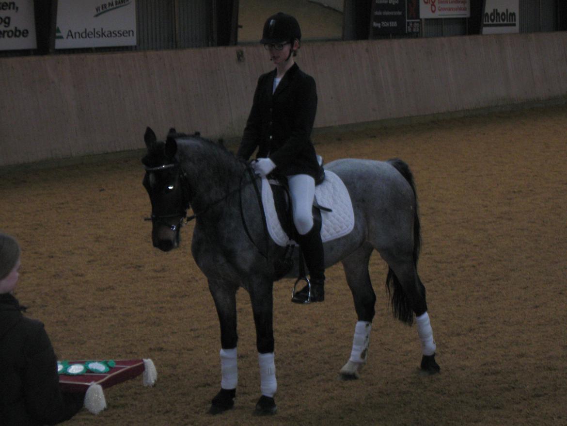 Welsh Cob (sec D) Låddenhøjs Claisson * stjerneponyen Bas * - Præmieoverrækkelse <3 billede 9