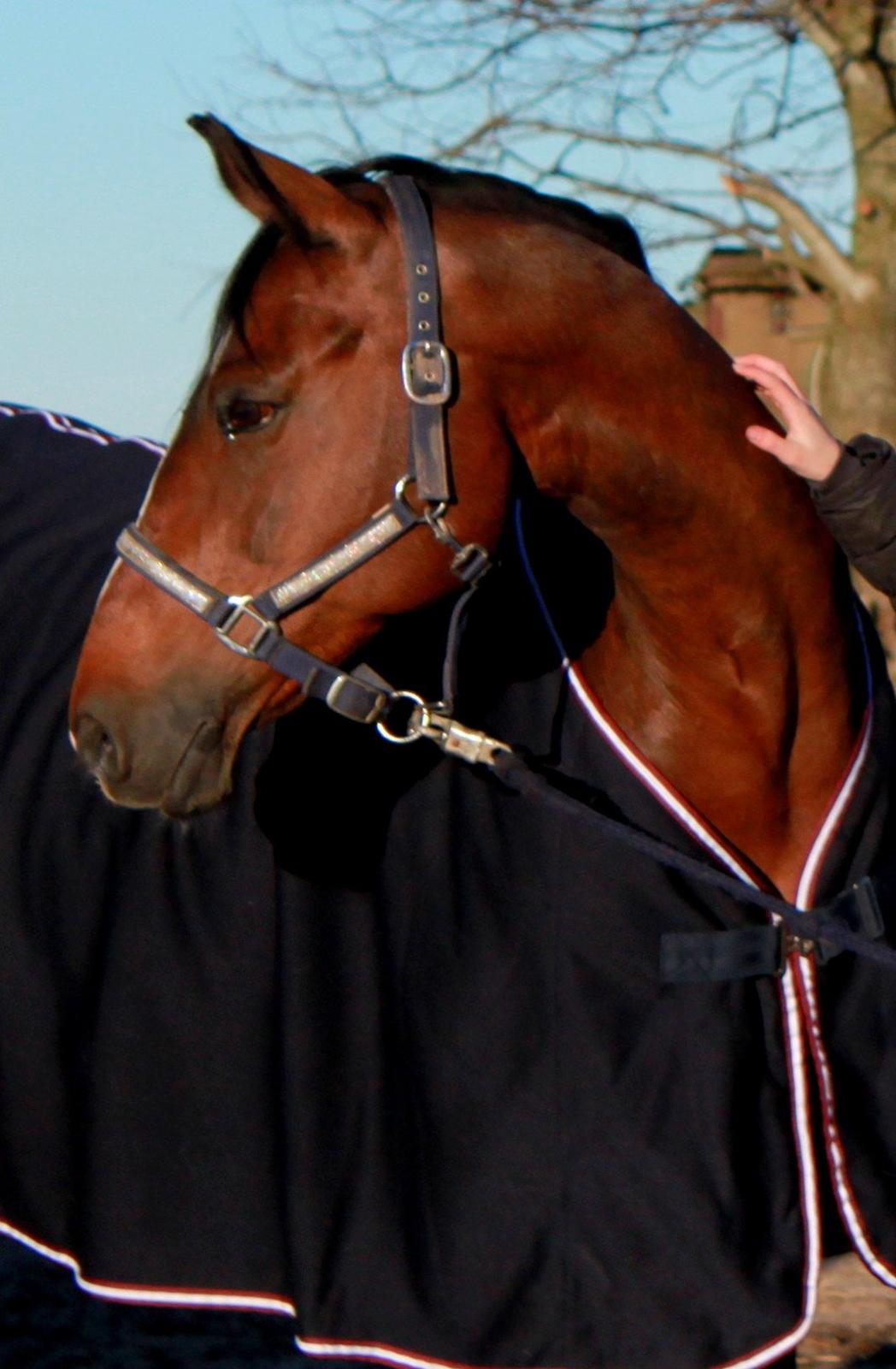 Holstener Jackie billede 3