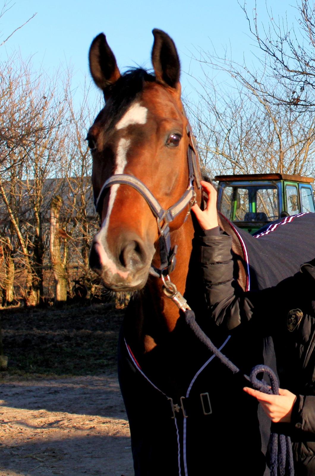 Holstener Jackie billede 4