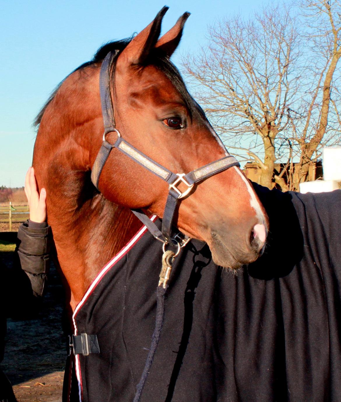 Holstener Jackie billede 5