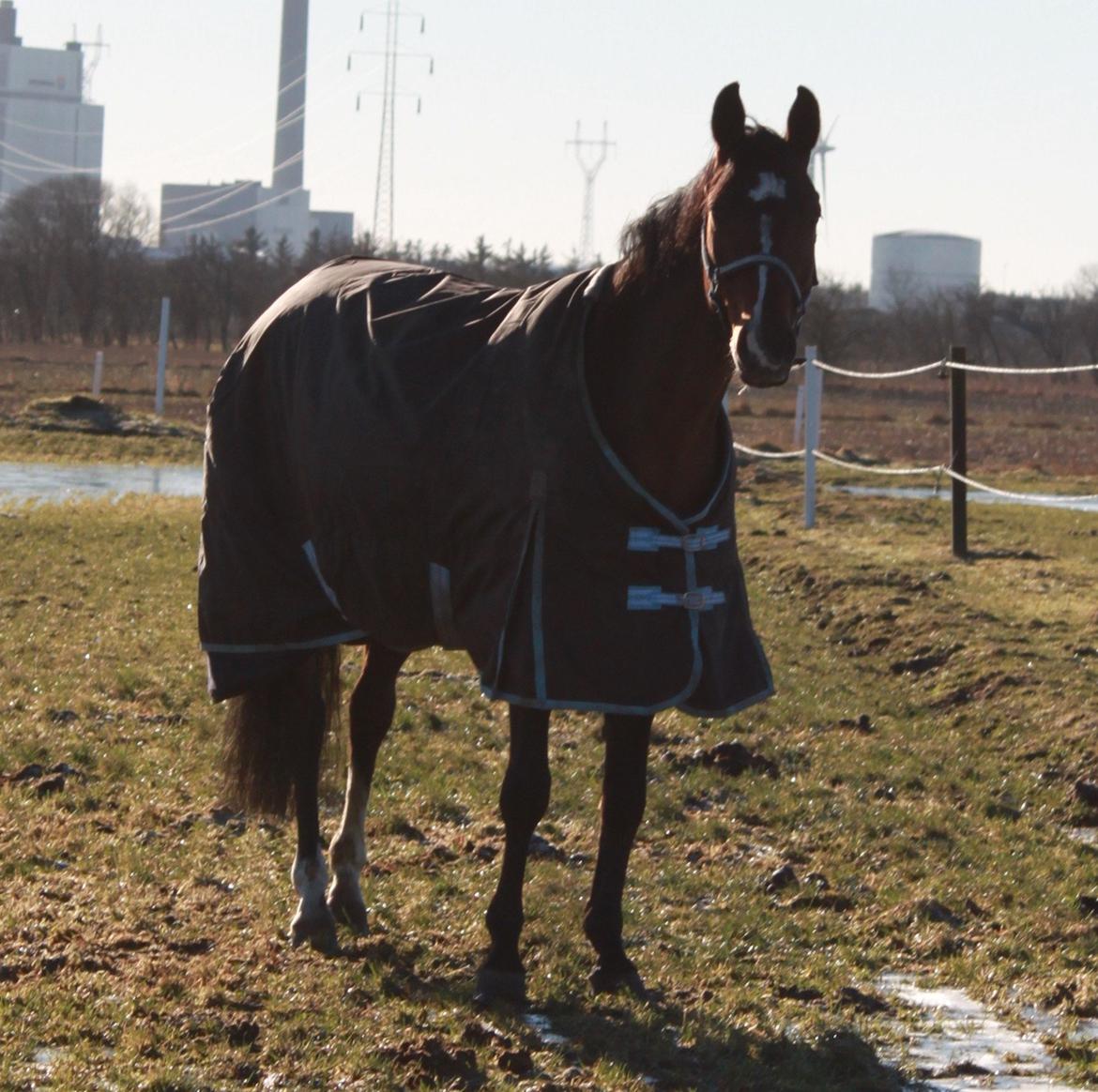 Holstener Jackie billede 6