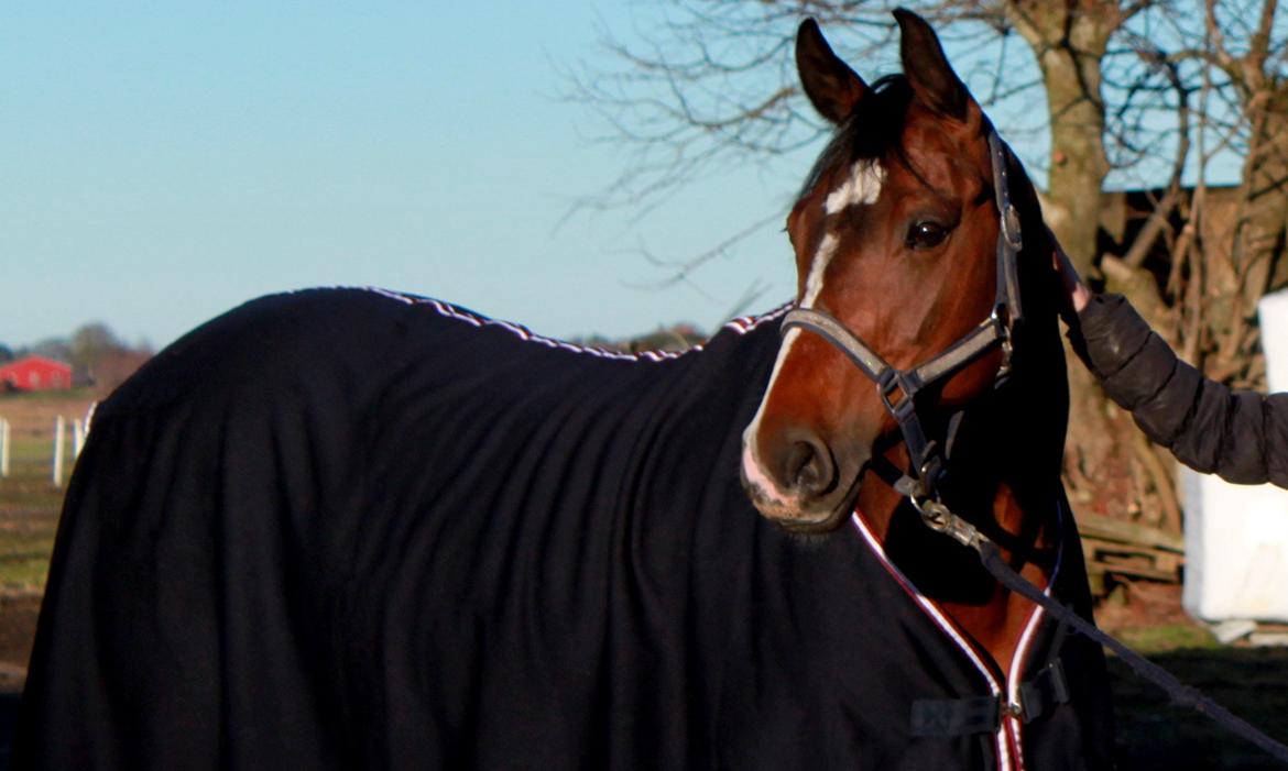 Holstener Jackie billede 7