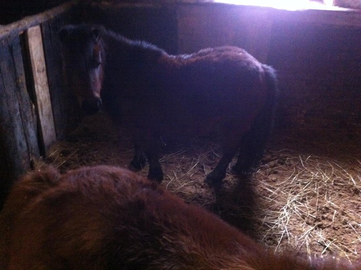 Miniature Luca *Passepony* billede 1