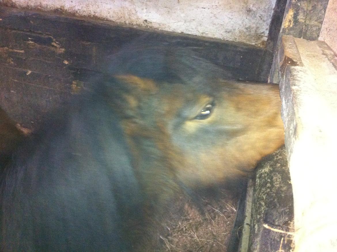 Miniature Luca *Passepony* billede 2