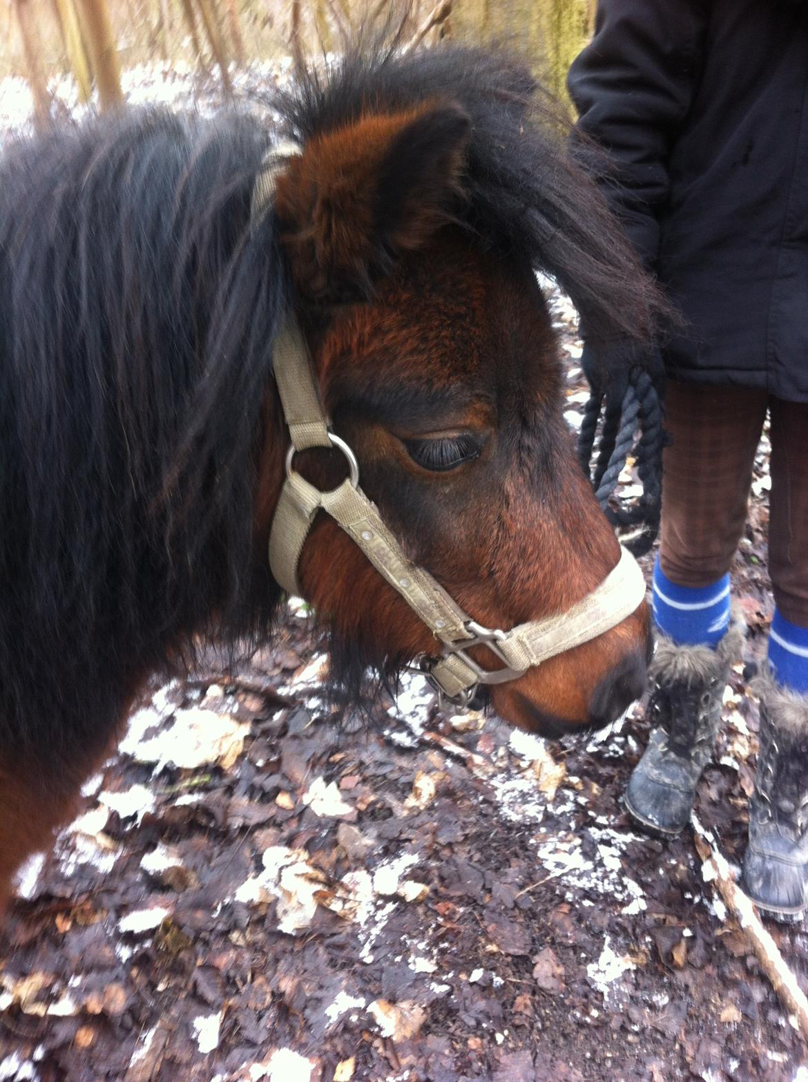 Miniature Luca *Passepony* billede 3