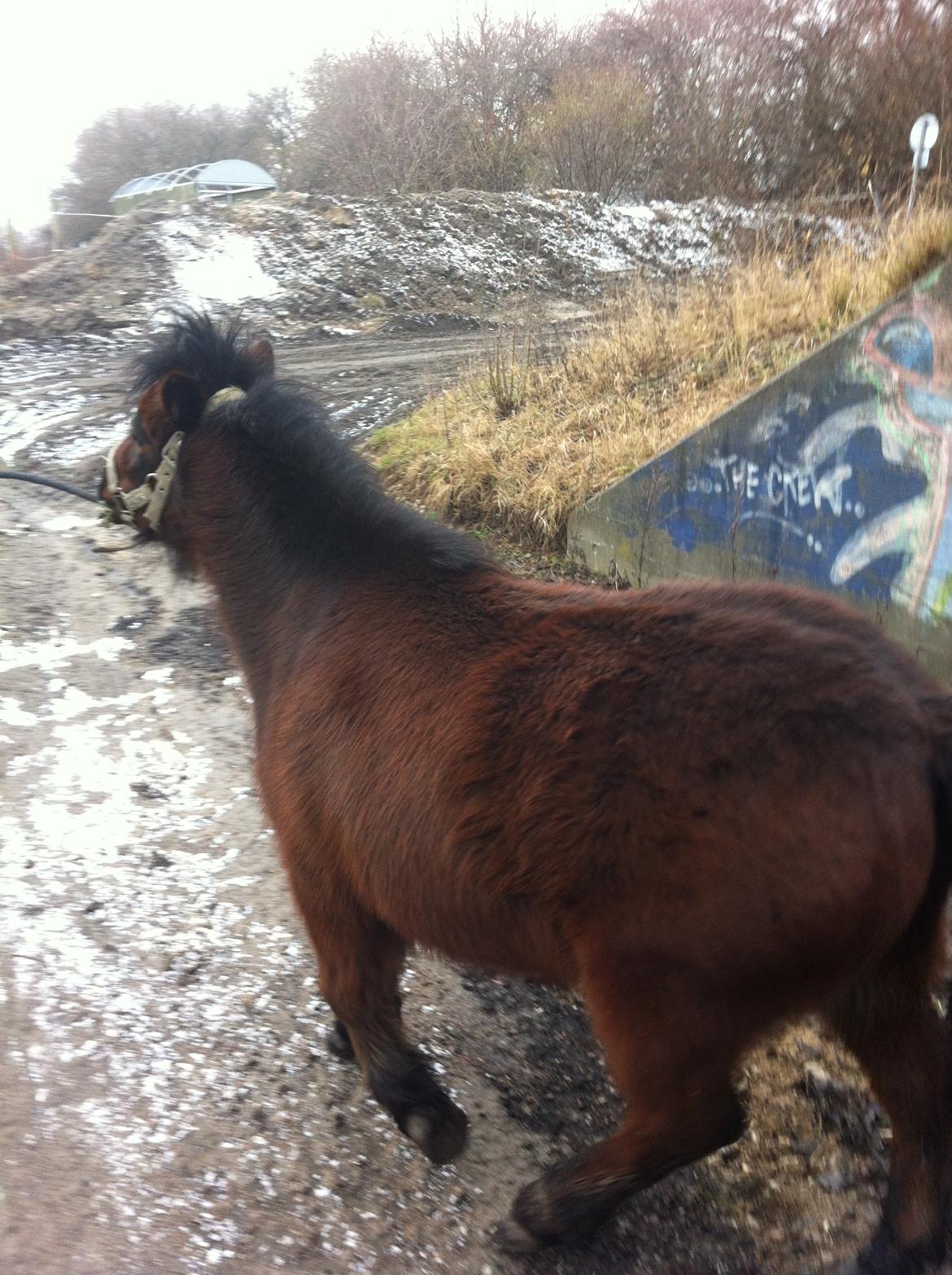 Miniature Luca *Passepony* billede 4