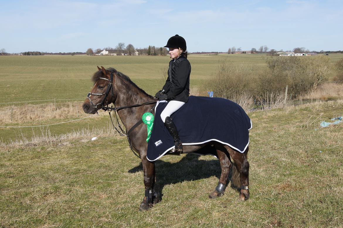 New Forest Vestergaards Santana "Stjerne-ponyen" - Placering i LC med en 4 plads! Dygtig pony:) billede 12