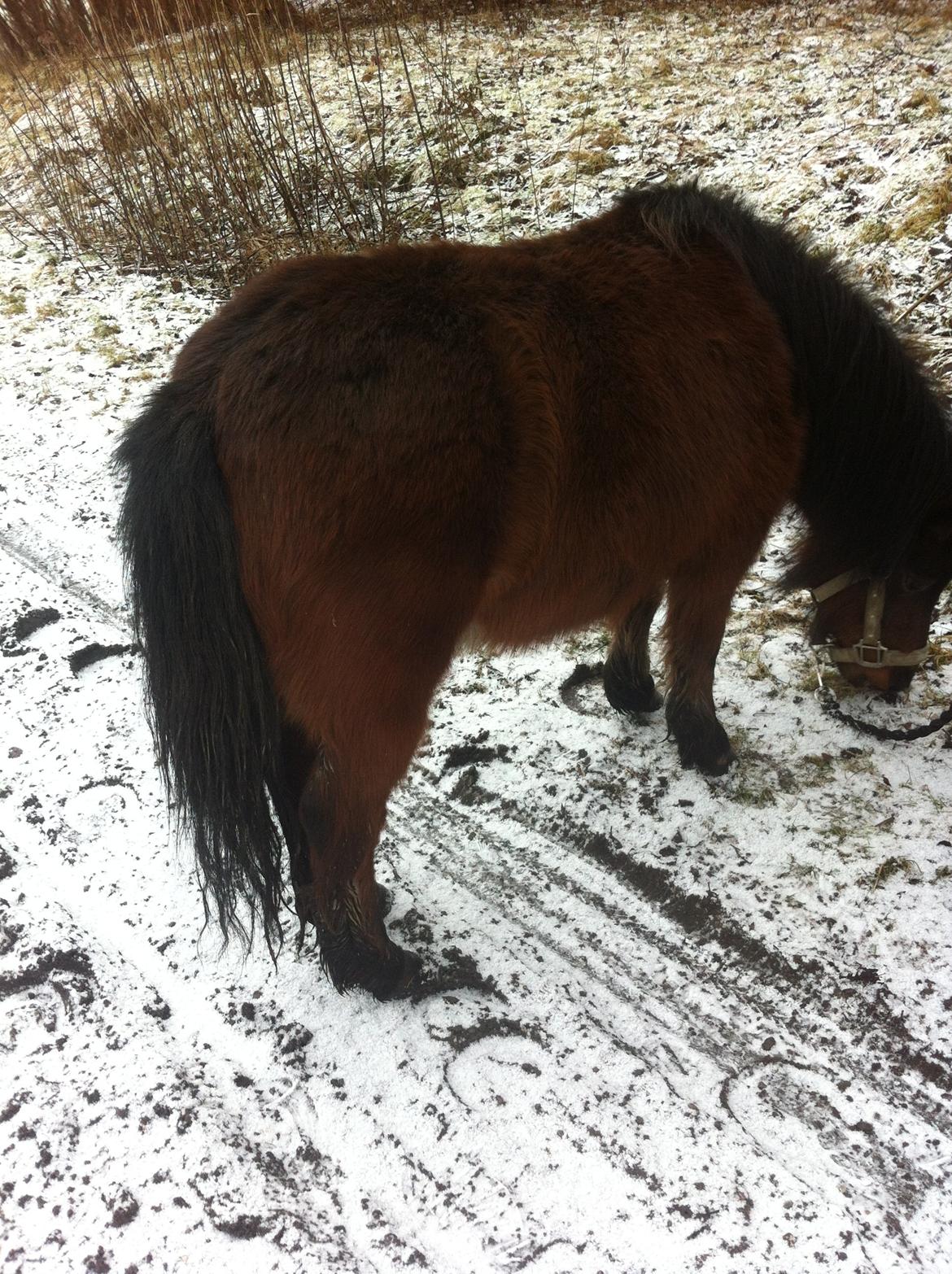 Miniature Luca *Passepony* billede 5