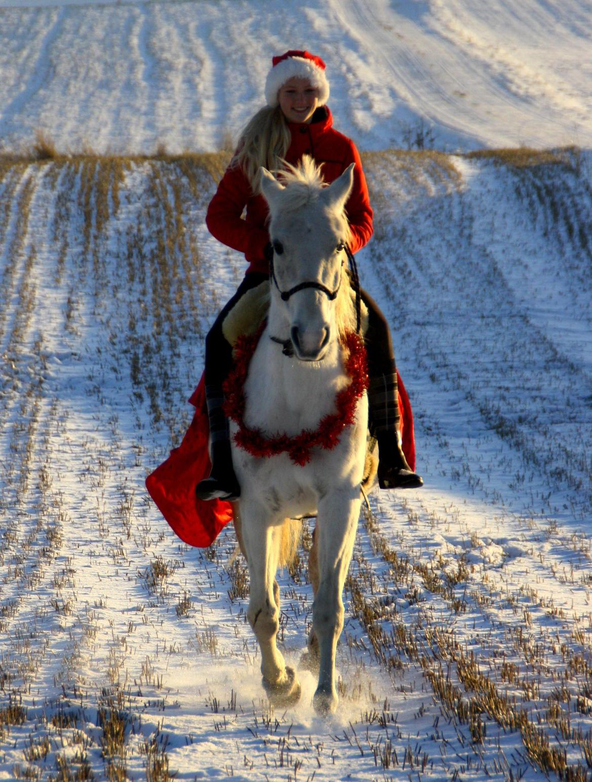 Shagya Araber (SH) Sv's O'balina Lightwood<3 billede 10