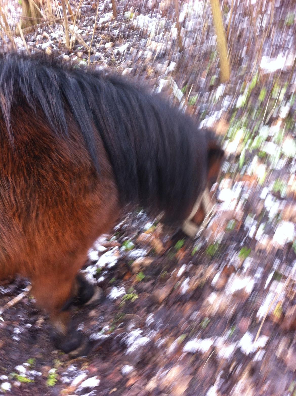 Miniature Luca *Passepony* billede 6