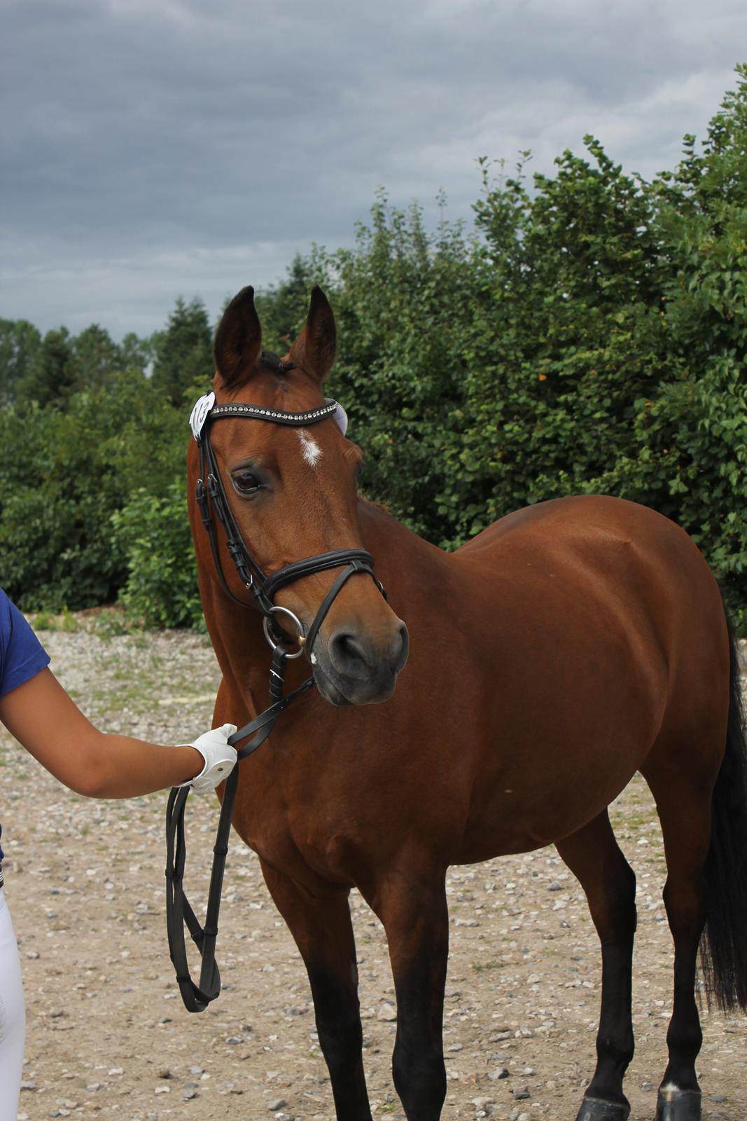 DSP Ryttergårdens nika - Fra DSP sadelkåring 2012 billede 17