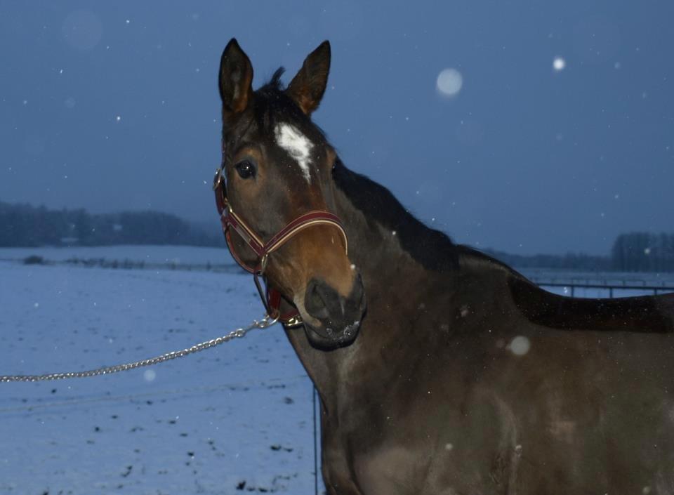 Dansk Varmblod Duelunds Lousenza (Baby) - Min smukke hest! 1/2-2013 billede 6