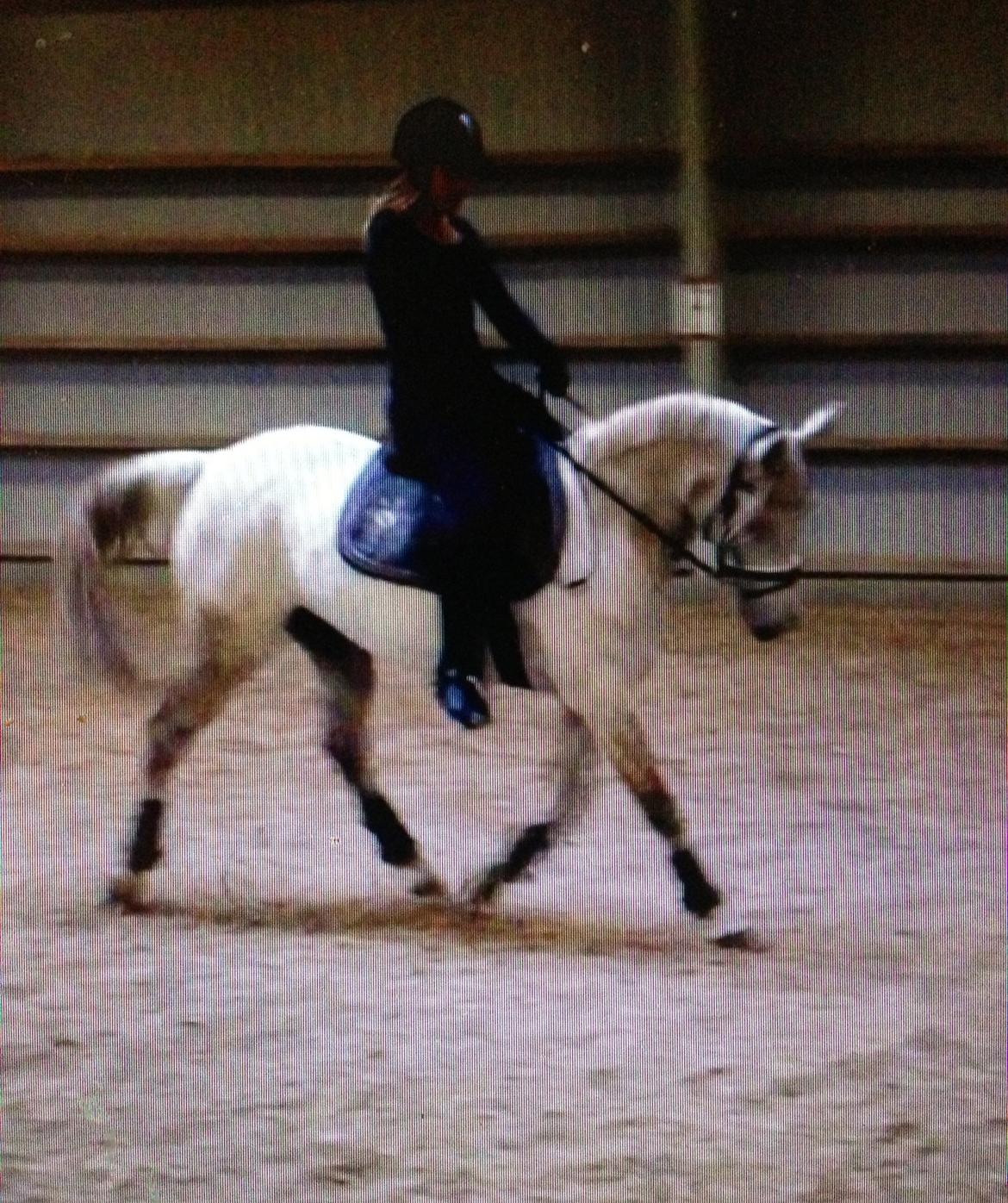 Anden særlig race Dundee<3 - efter 40 dages ferie<3  billede 6