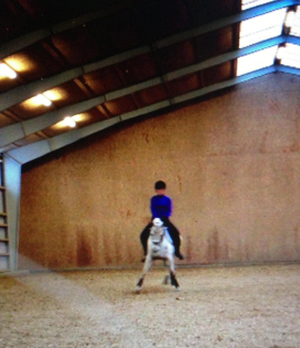 Anden særlig race Dundee<3 - efter 20 dages ferie<3 (undskylder billedkvaliteten) billede 16