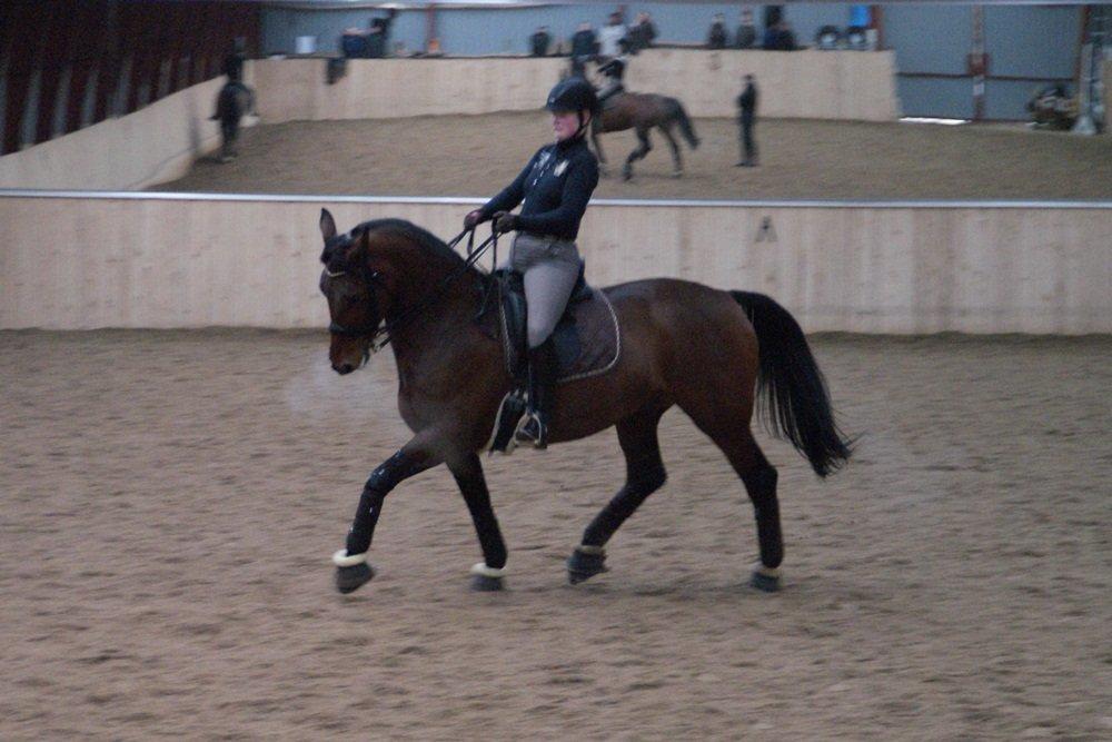 Oldenborg Fleur (Olga) - Kursus ved Mads Rom - 03/02 2013  billede 19