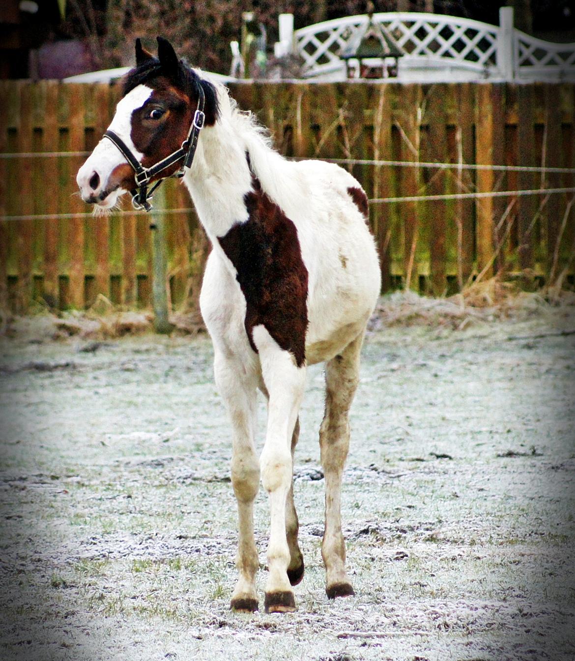 Pinto Graversgaards Chapeau - D.3 feb. 2013
Dagen efter hun er flyttet hjemme fra :) Meget beskidt :D Smil billede 8