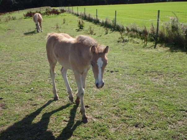 Irish Cob Crossbreed Nova<3 - Nova som føl :P billede 20