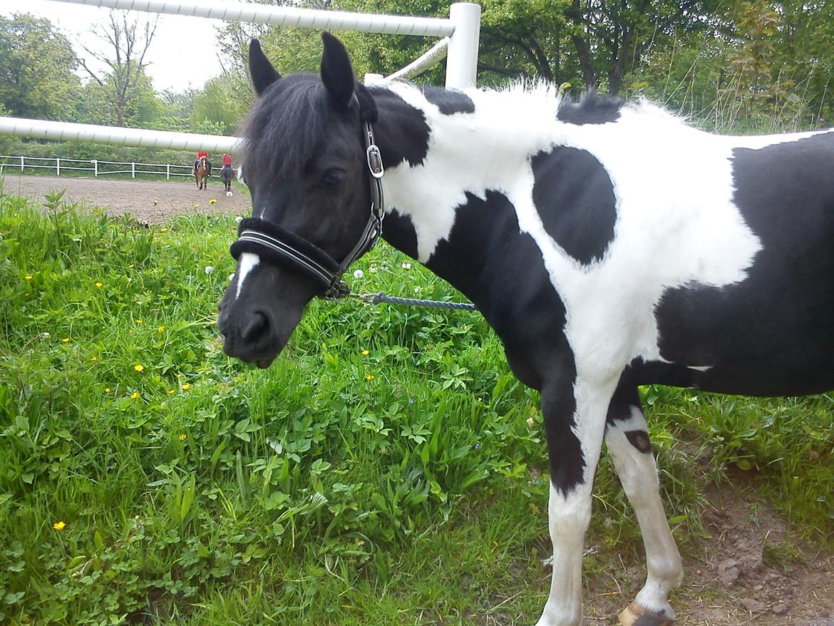 Anden særlig race Bonni - Bonni i sommers, efter at vi har gået en tur. billede 8