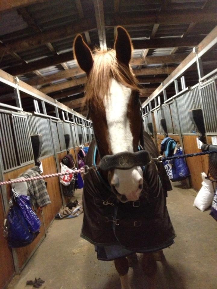 Engelsk Varmblod Edward - Deejliiig dreeeng! <3 billede 20