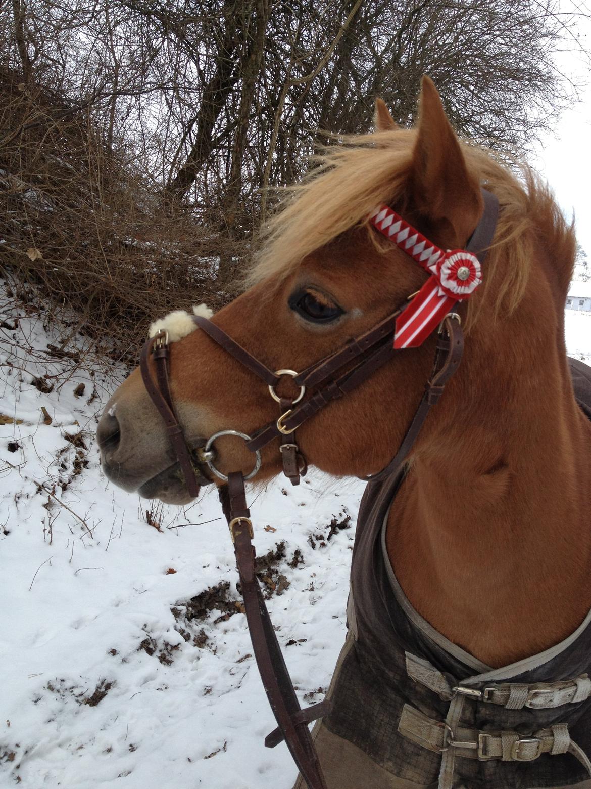 Gotlandsruss Ivanhoe<3 - ponyen på tur i skoven, var rigtig fræk den dag, så blev nød til at trække <3 billede 10