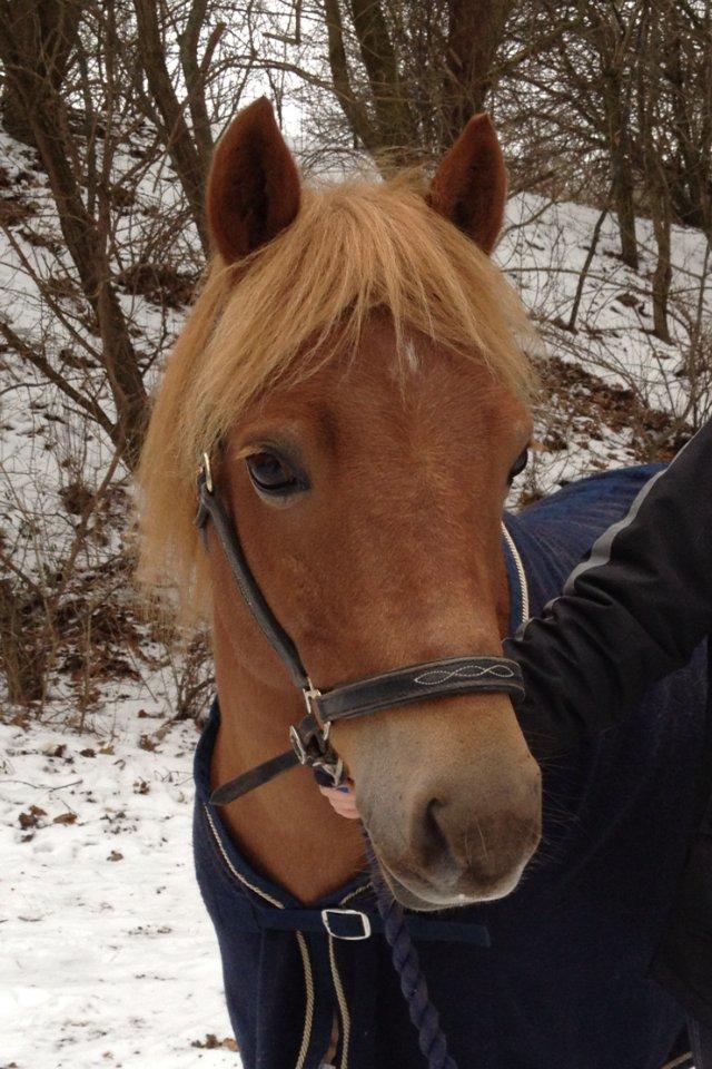 Gotlandsruss Ivanhoe<3 - ponyen, der altid har været der for mig!<3 han betyder alt<3 billede 1