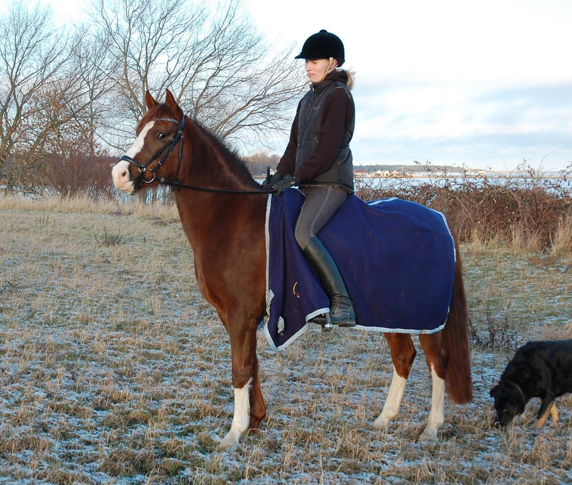 Anden særlig race Lykkebos Exotic Fire - Exotic 5 år, første gang med rytter hjemme. billede 11
