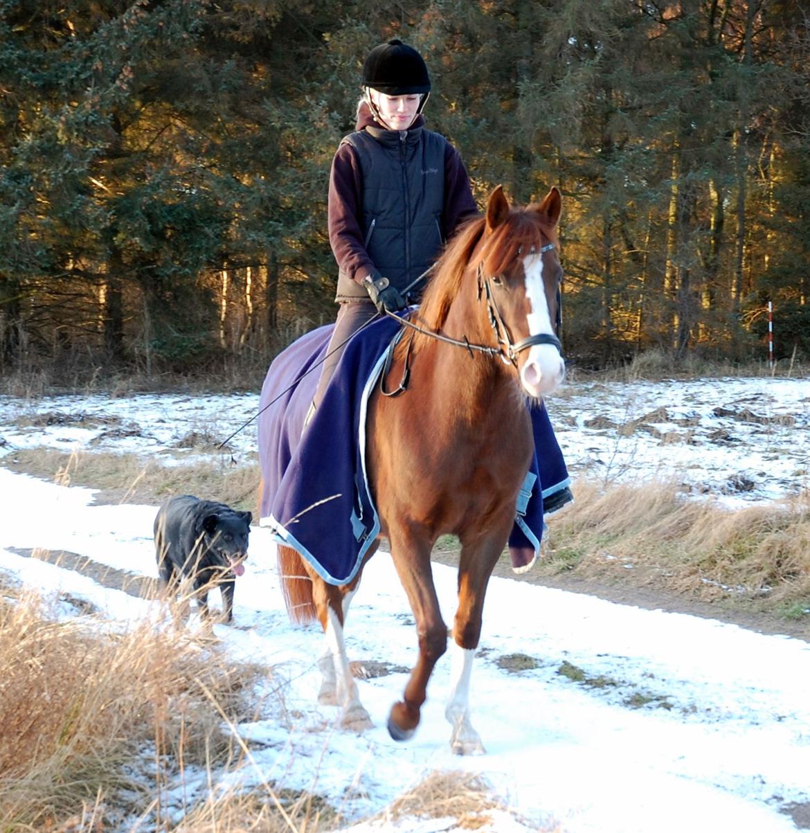 Anden særlig race Lykkebos Exotic Fire - Exotic 5 år, første gang med rytter hjemme. billede 12