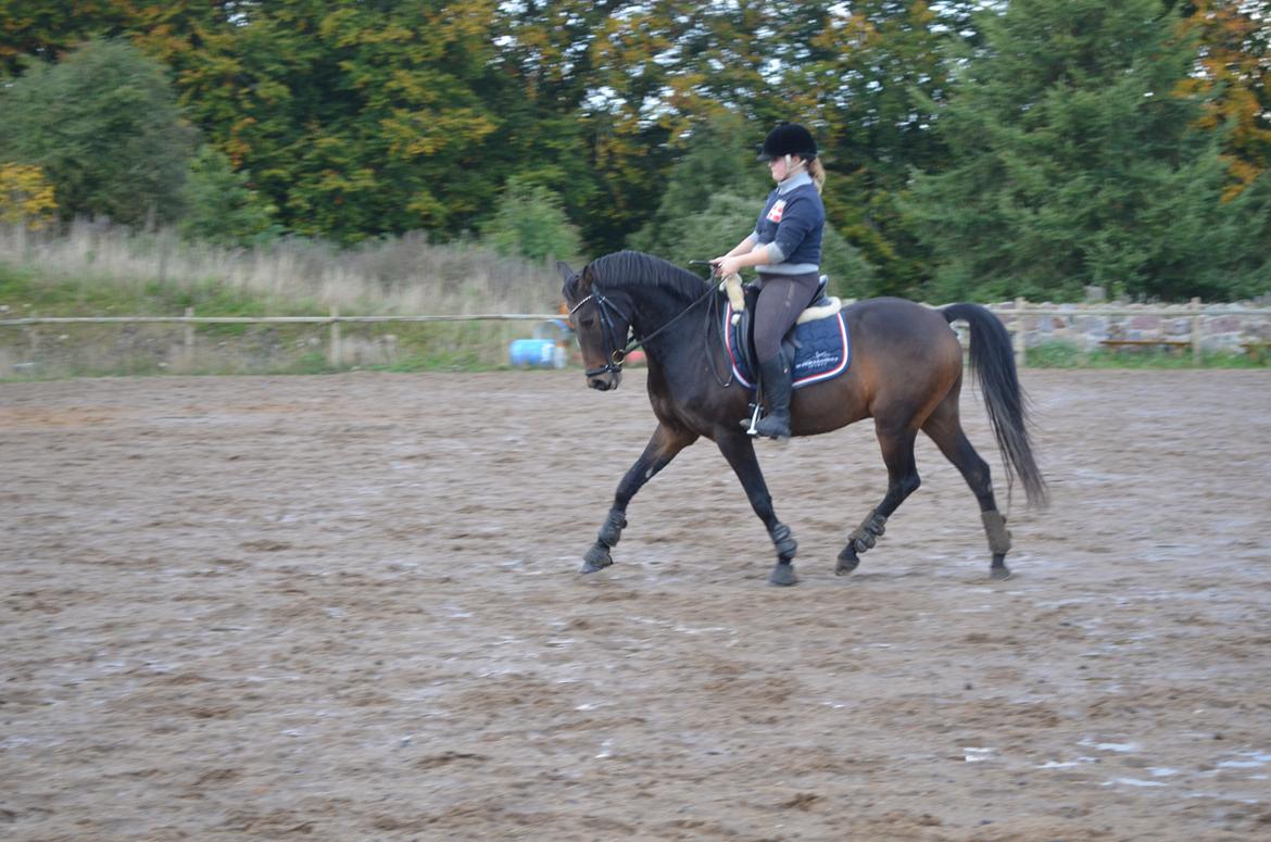 Welsh Cob (sec D) Albrechtshoeve Niels Cornelis billede 4