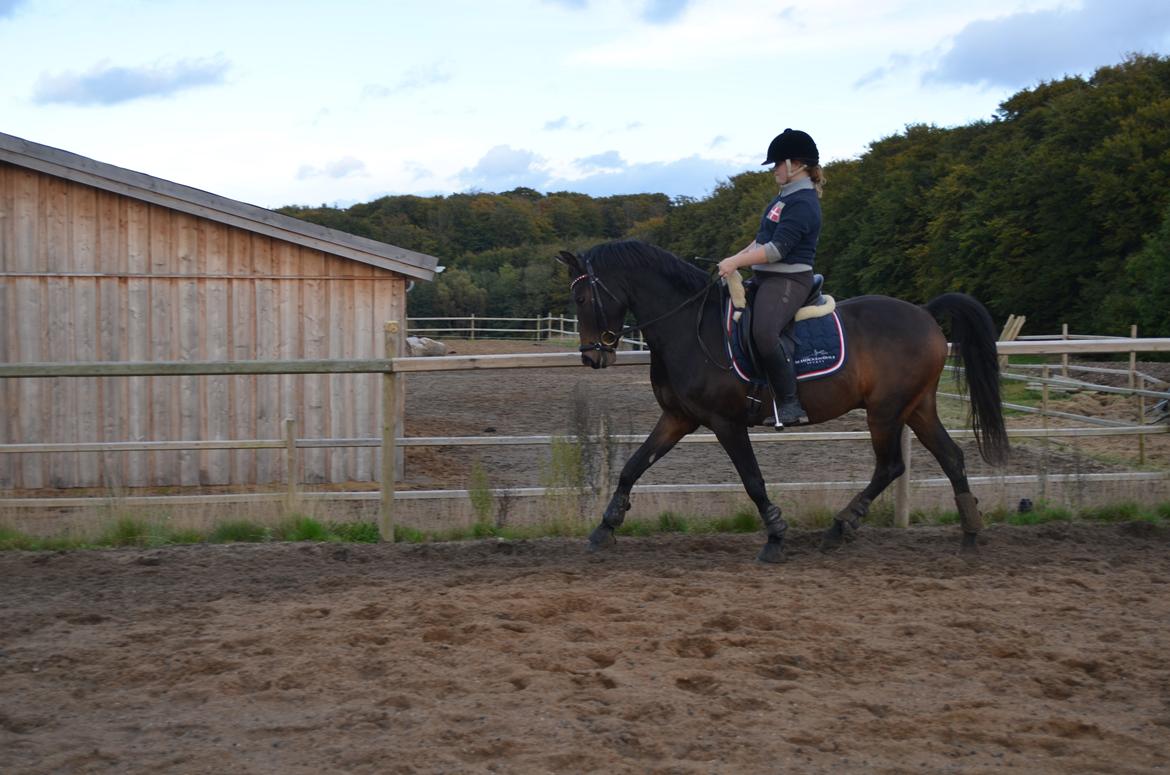 Welsh Cob (sec D) Albrechtshoeve Niels Cornelis billede 17