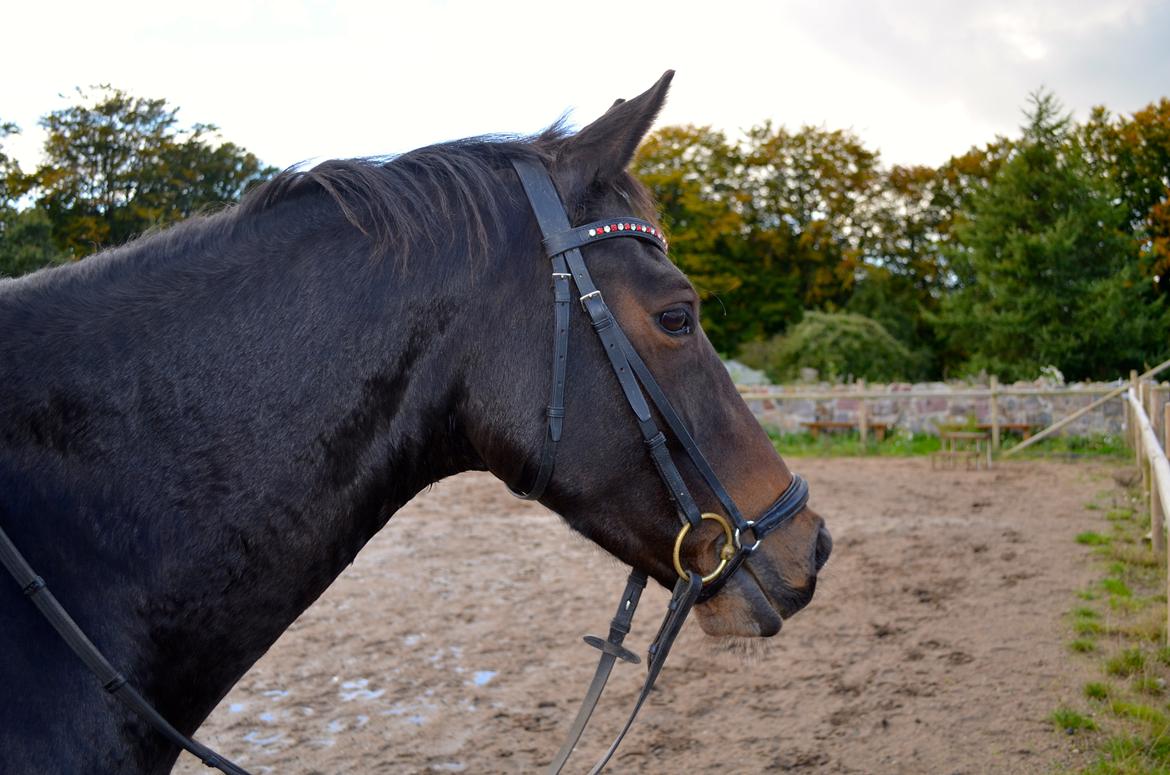 Welsh Cob (sec D) Albrechtshoeve Niels Cornelis billede 10