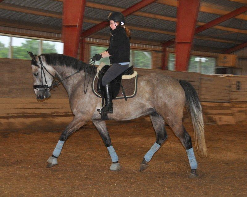 Anden særlig race Hegnsholts Felix - Dressurtræning 15.06.12 billede 16