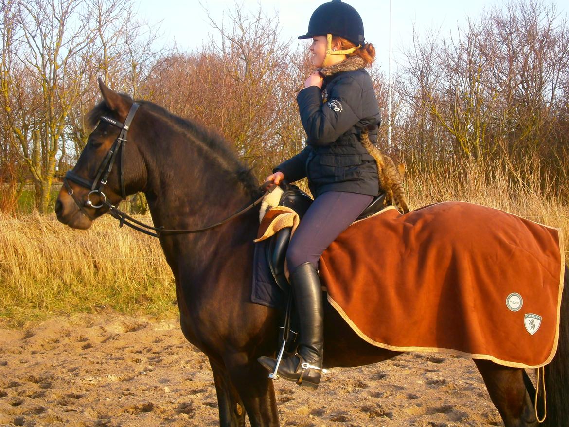 New Forest Elmholts Bravur  billede 3