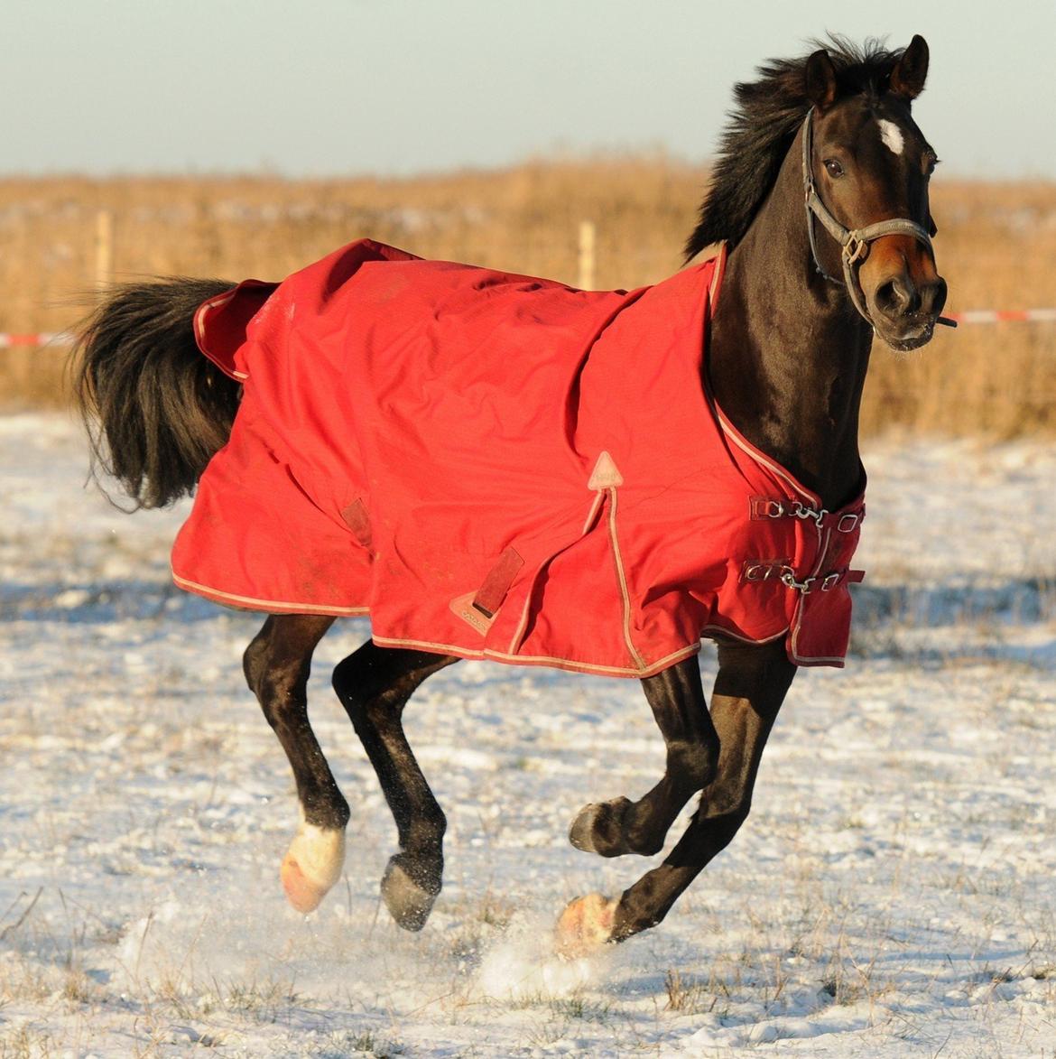 New Forest Elmholts Bravur  - Bravur nyder også at være efterskoleopony. billede 2