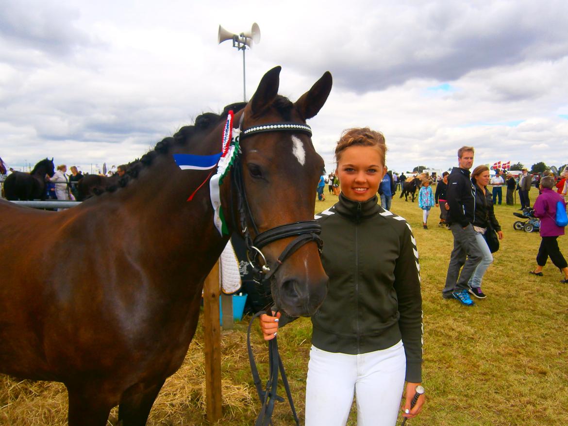 New Forest Elmholts Bravur  billede 13