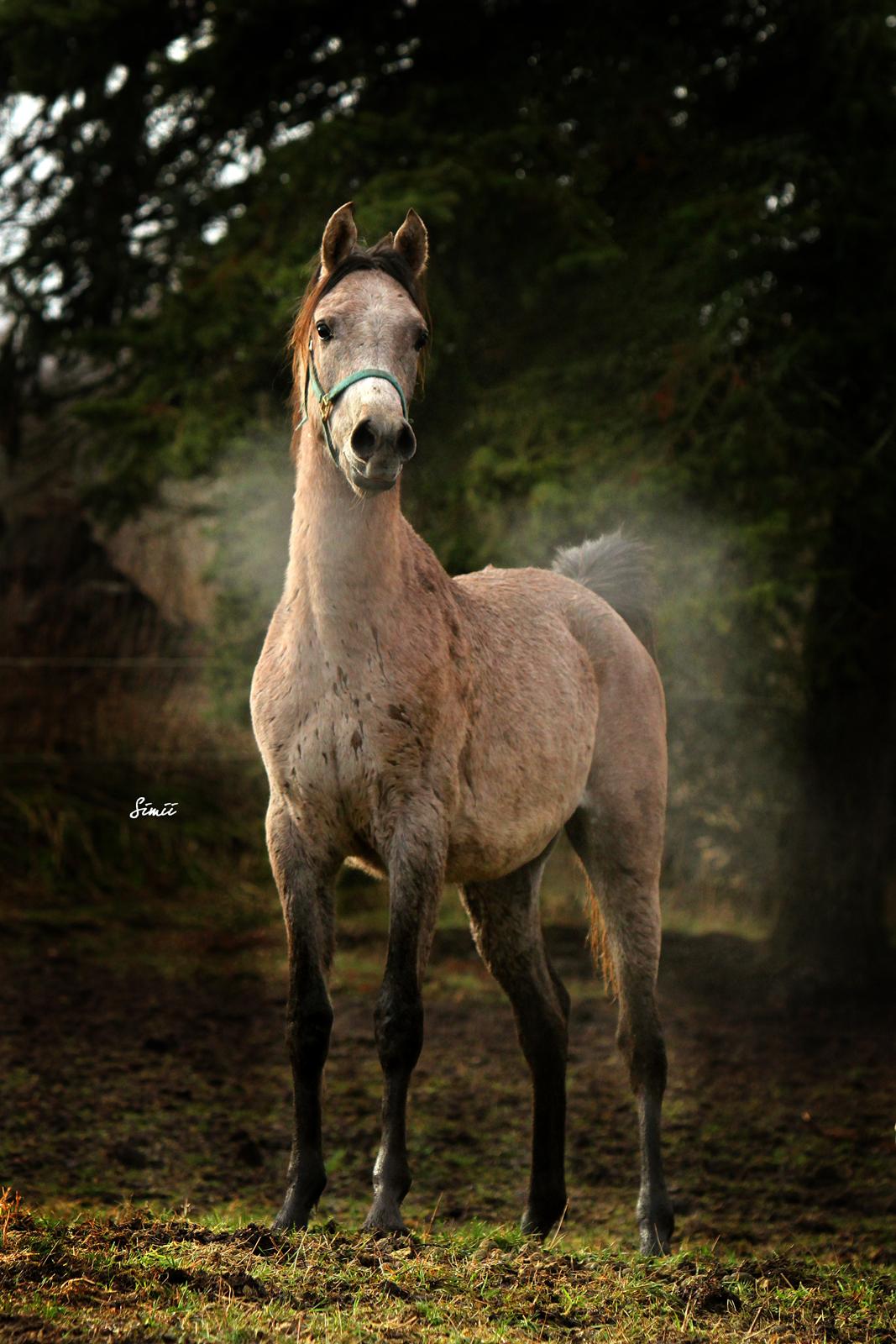 Arabisk fuldblod (OX) Ghasaan billede 1