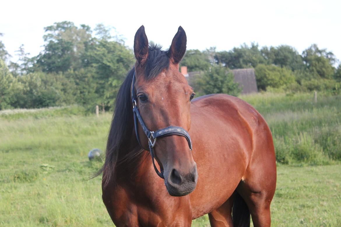 Traver Petite Deux D´barr Team Barrock - Sommerne 2012 billede 1