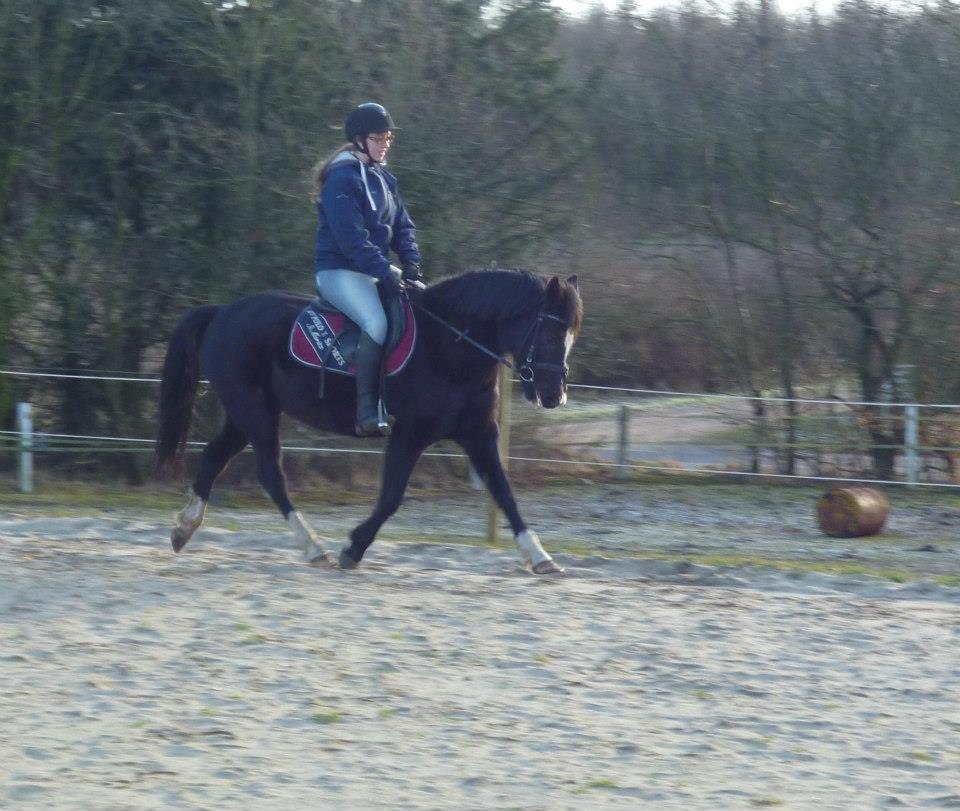 New Forest Naomi af Lindbjerghus billede 3