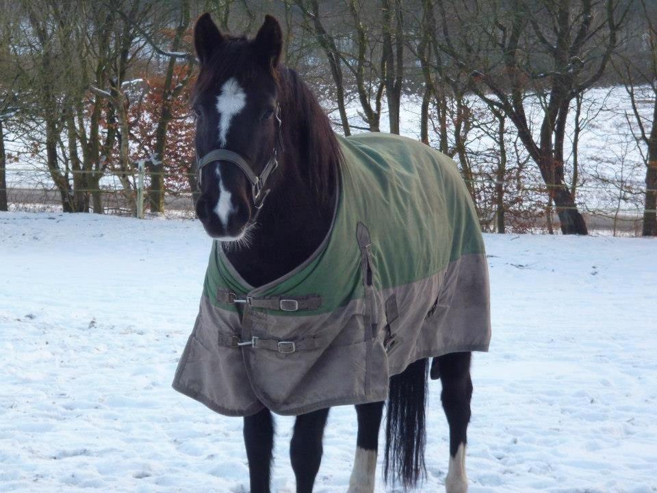 New Forest Naomi af Lindbjerghus billede 4