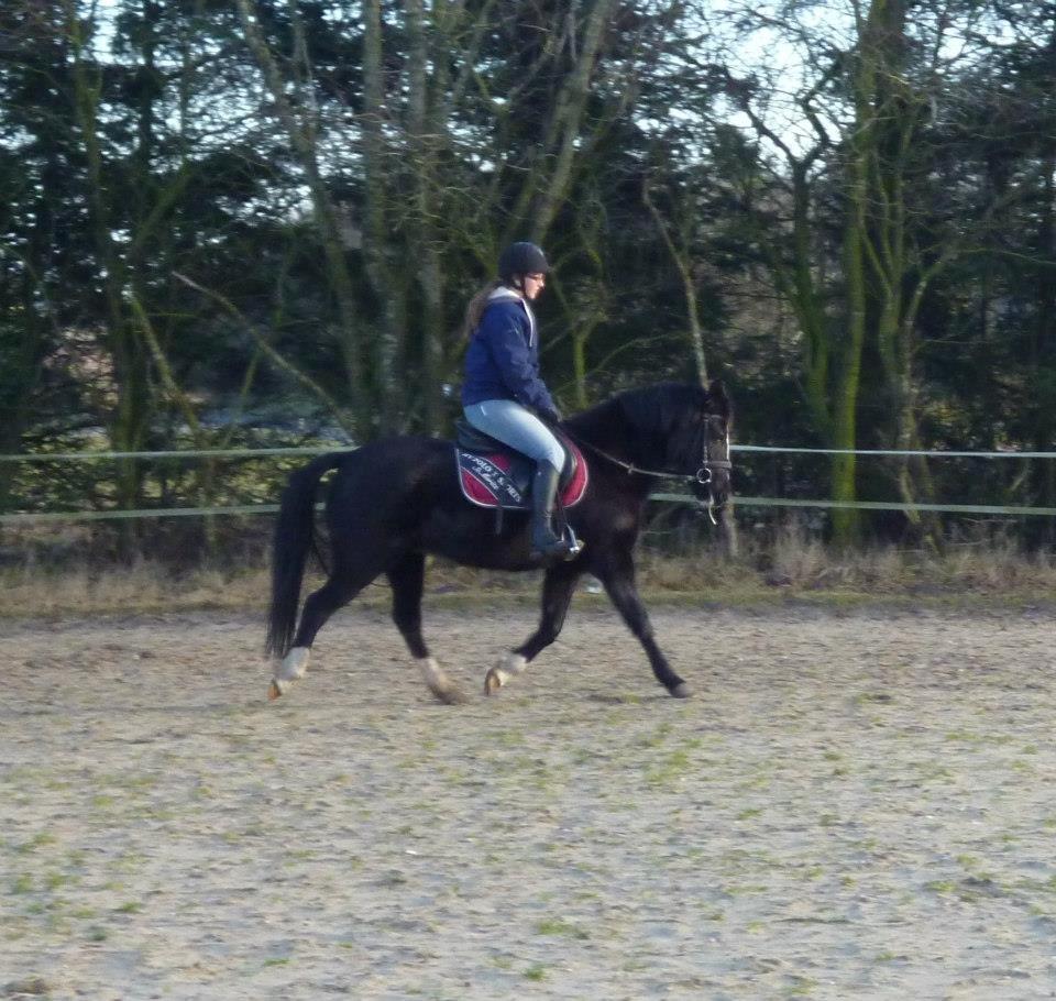 New Forest Naomi af Lindbjerghus billede 5