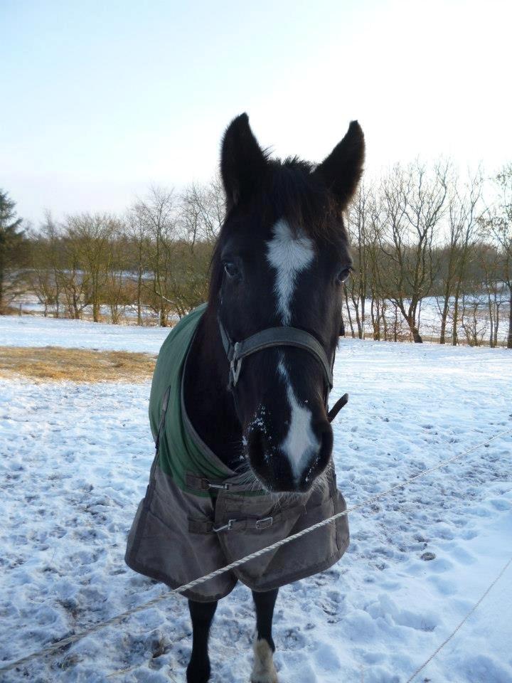 New Forest Naomi af Lindbjerghus billede 6