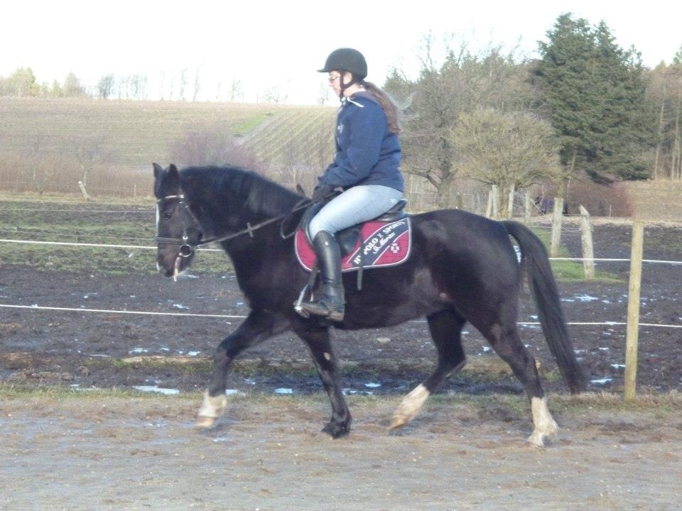 New Forest Naomi af Lindbjerghus billede 7