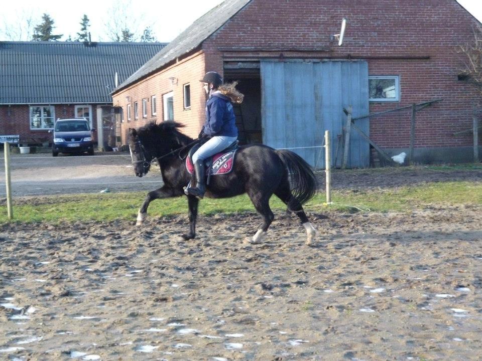 New Forest Naomi af Lindbjerghus billede 8