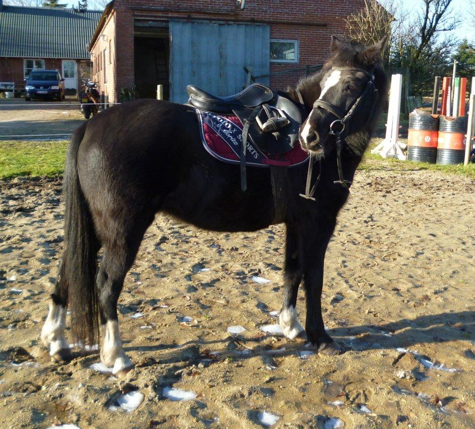 New Forest Naomi af Lindbjerghus billede 9