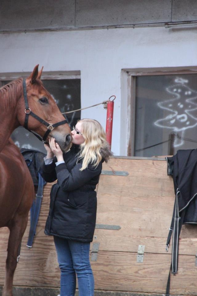 Dansk Varmblod Fjællebroens Excalibur billede 7